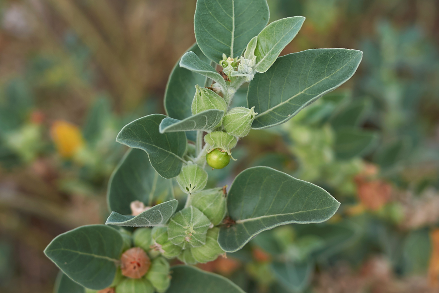 a green ashwagandha plant