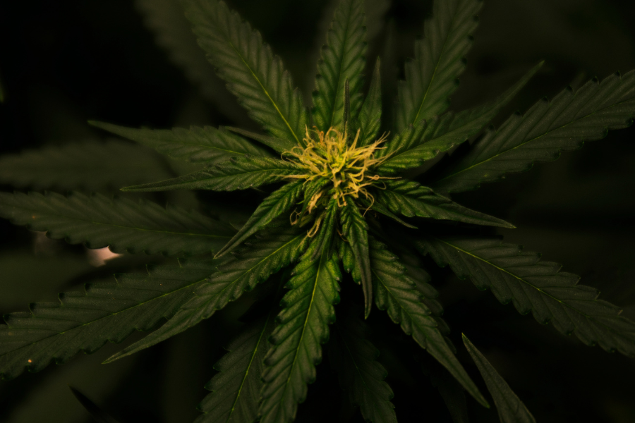 a cannabis leaf with a yellow flower