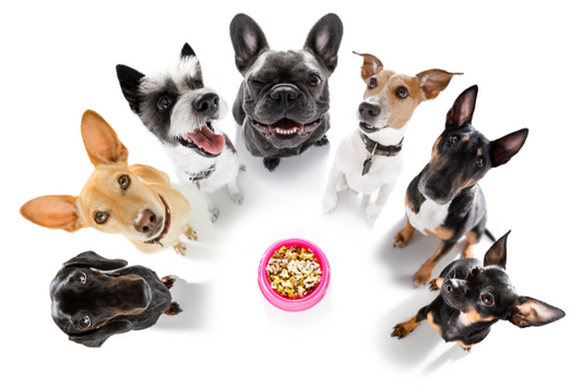 a group of dogs around a bowl of dog food