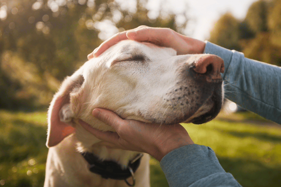 a person petting a dog on the head