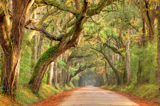 a tree lined road in south carolina