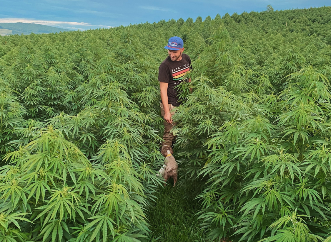 a man in a hemp field