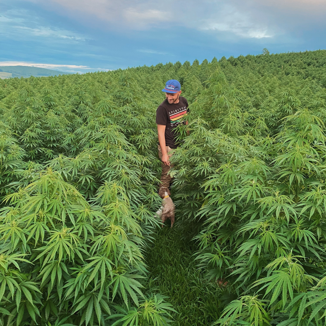 a man in a field of hemp with a dog