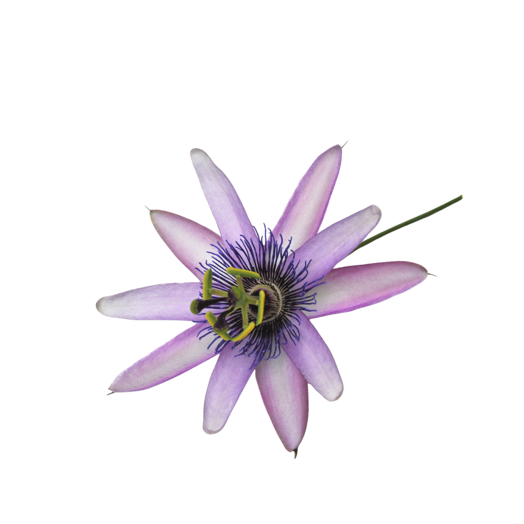 passion flower sleep ingredient