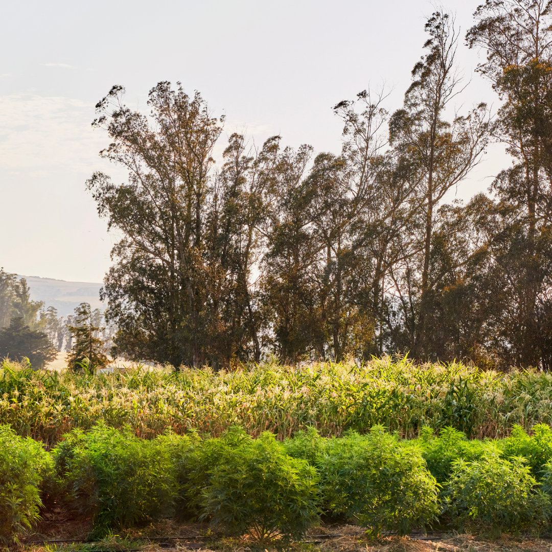 sonoma hills hemp farm in northern california