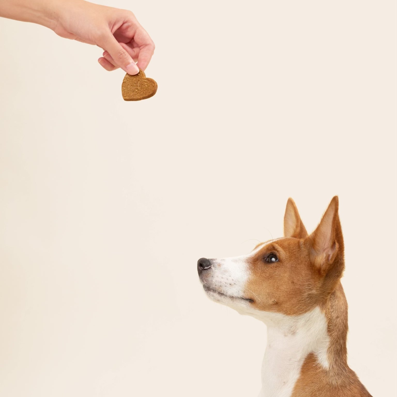 Cute puppy taking a CBD dog treat