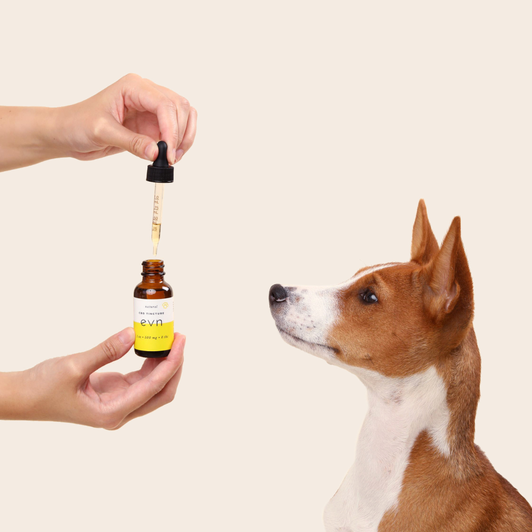Dog looking at evn cbd dog oil