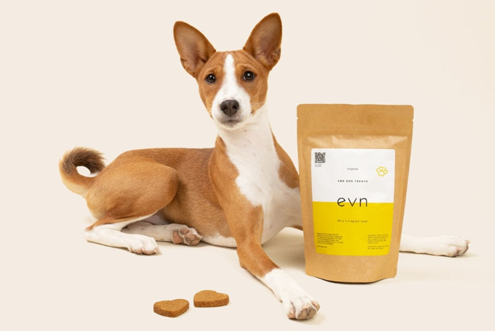 A dog sitting beside a pouch of EVN CBD Dog Treats on a whitish floor backdropped by a whitish wall