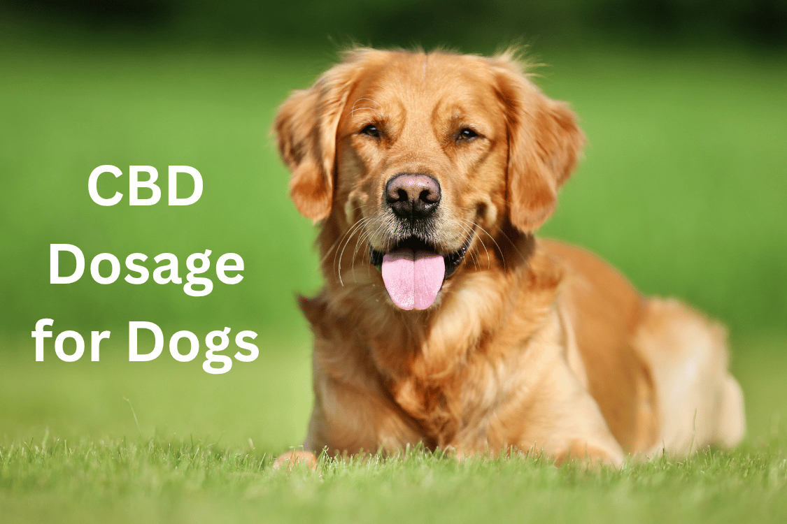 a golden retriever sitting in grass