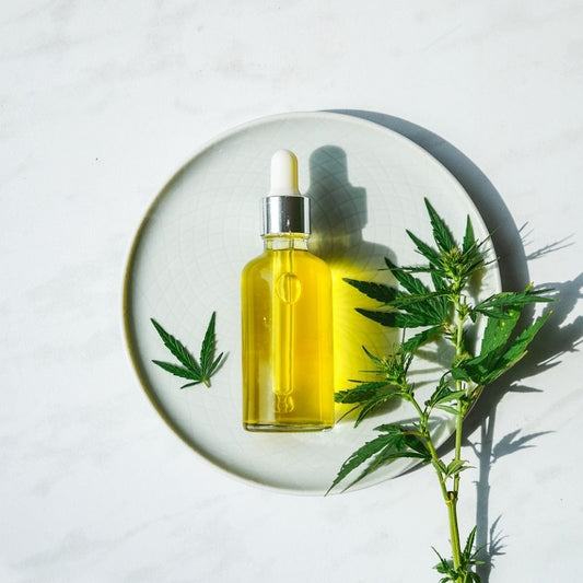 unlabeled CBD oil in a dropper bottle displayed on a white plate with hemp leaves nearby 