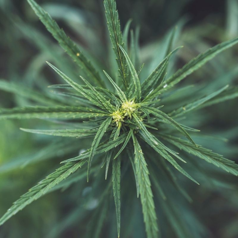 close-up image of a hemp or cannabis plant