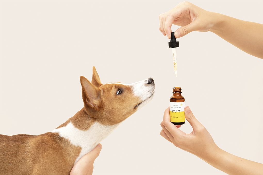 Dog stares at a pair of hands holding a bottle of Evn CBD Oil for Dogs.
