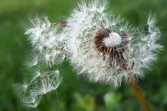 a dandelion giving off seeds