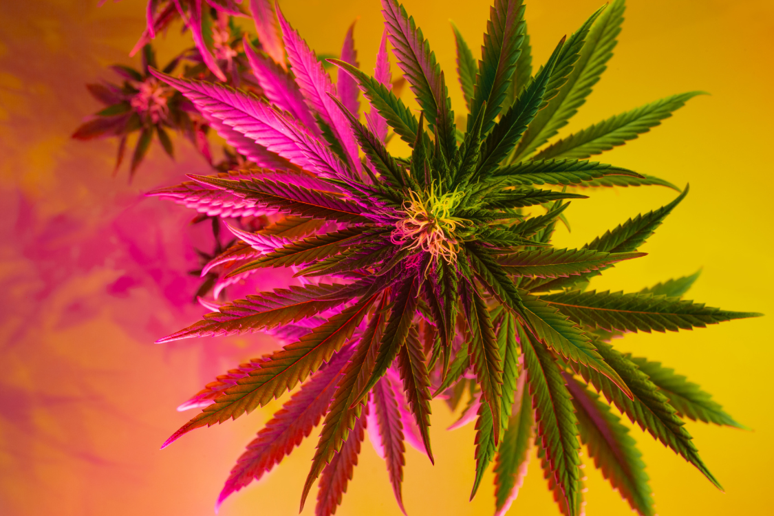 a budding cannabis plant with a yellow and pink background