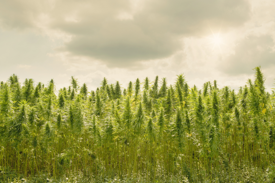 outdoor cannabis field