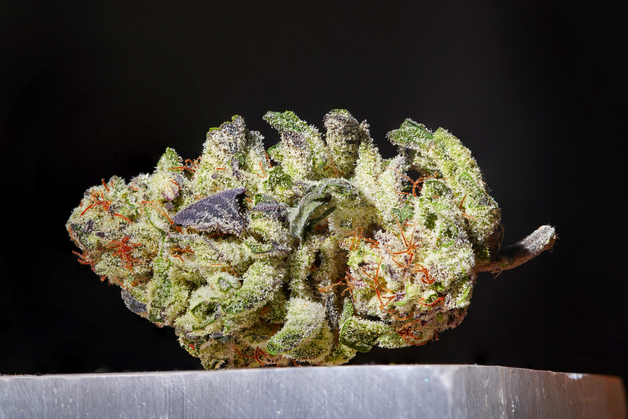 a cannabis bud with purple in it