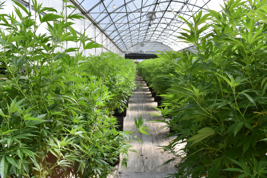 indoor cannabis grow house with a walkway