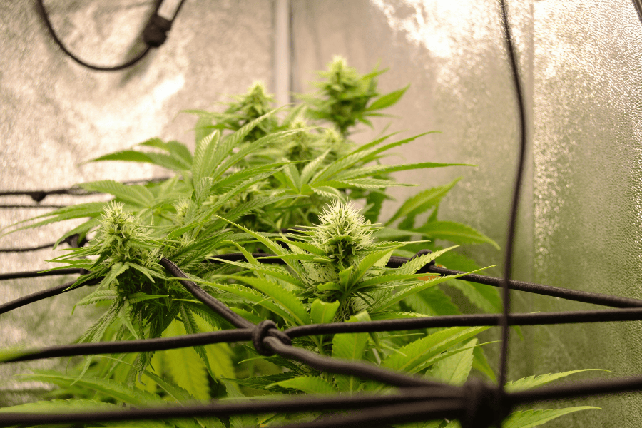an indoor cannabis plant under lights