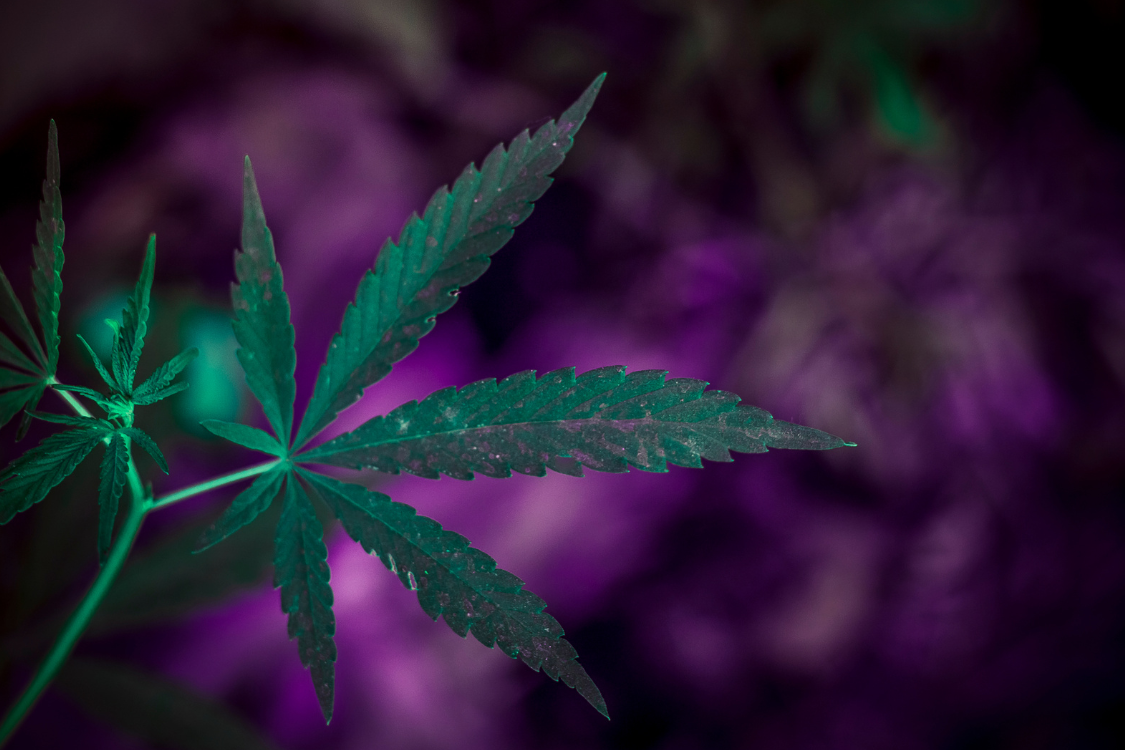 cannabis leaf with a purple background