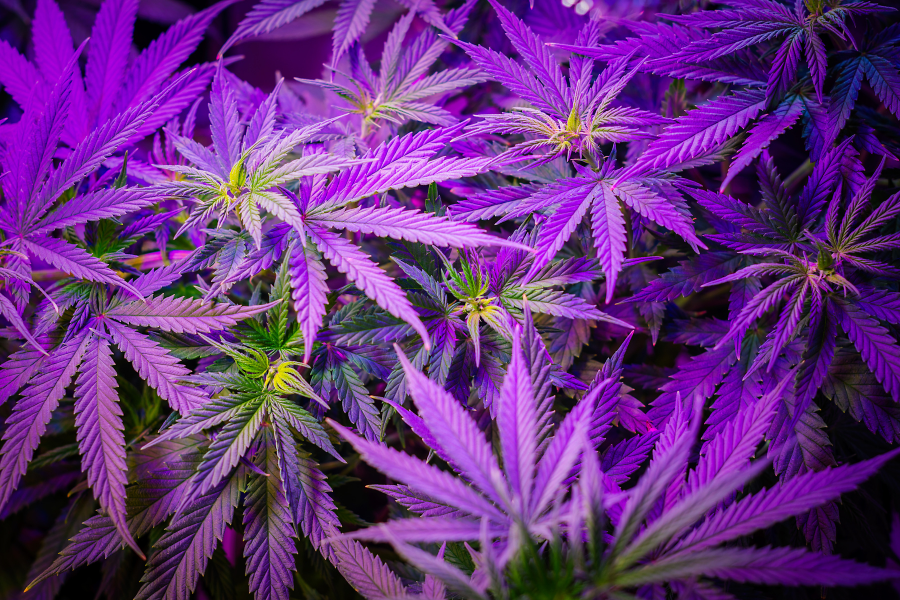 bright purple cannabis plants