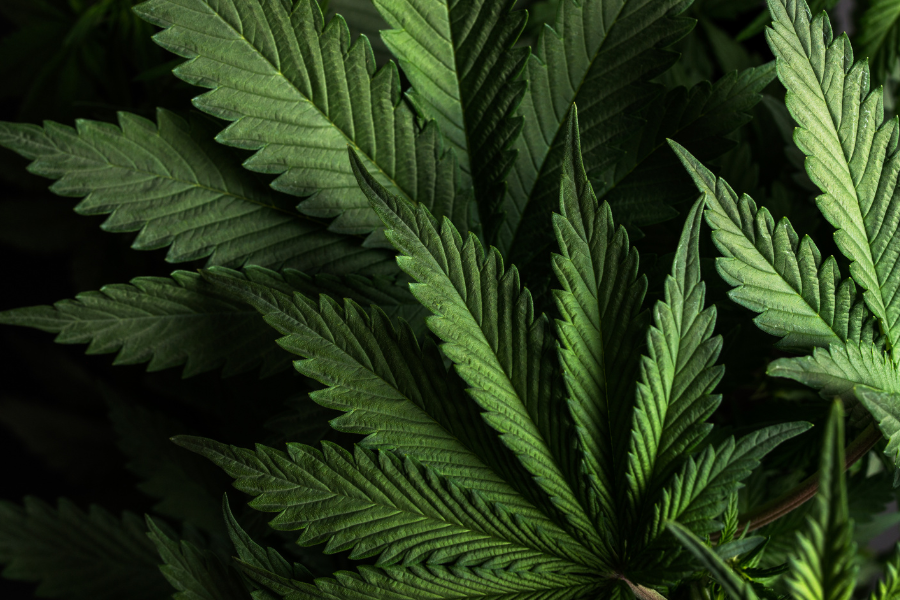 large cannabis leaves