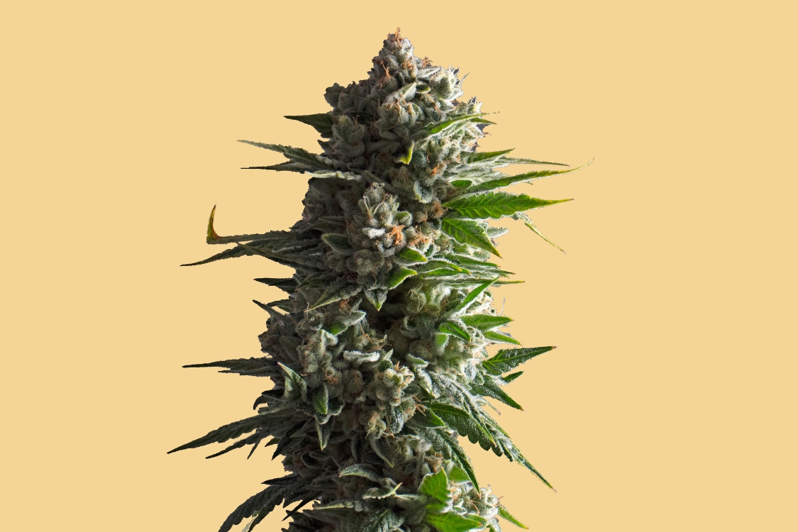 an upright cannabis flower