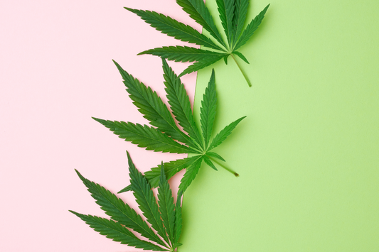 hemp leaves on a pink and green background