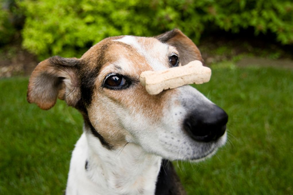 dog with a cbd dog treat on its nose
