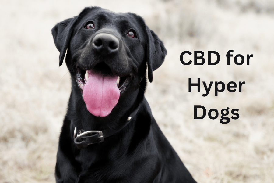 a black lab with its tongue out