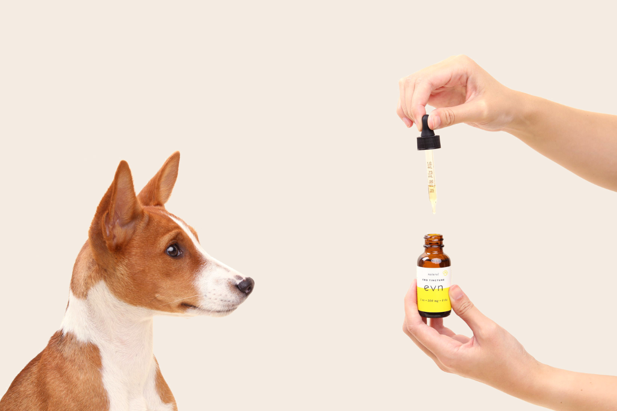 a dog looking at a hand holding cbd oil