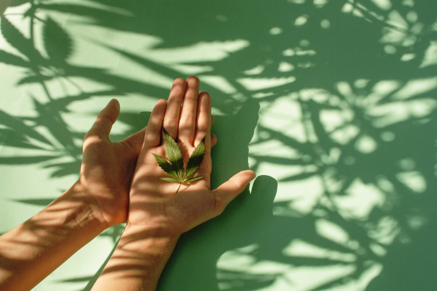 a womans hands holding a cannabis leaf