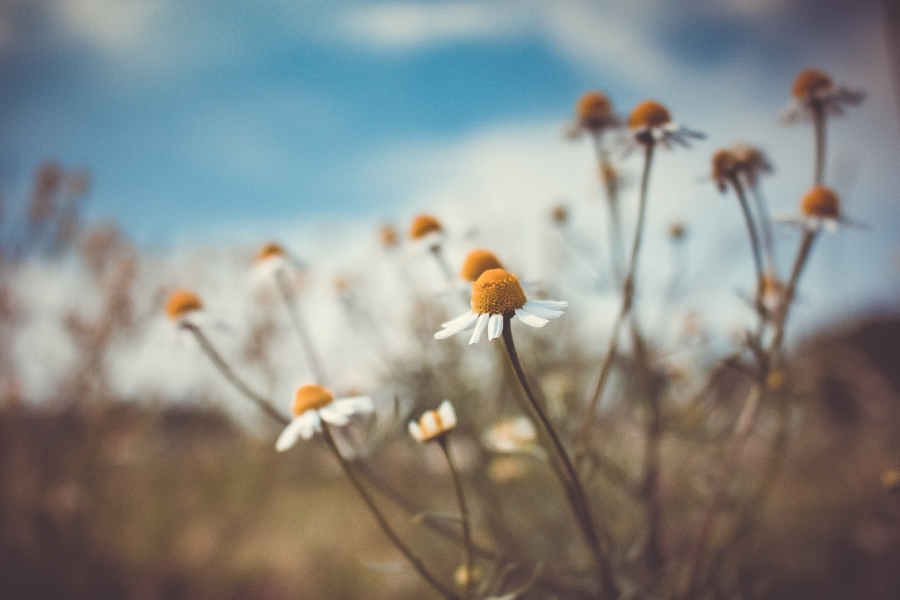 chamomile flowers in a field