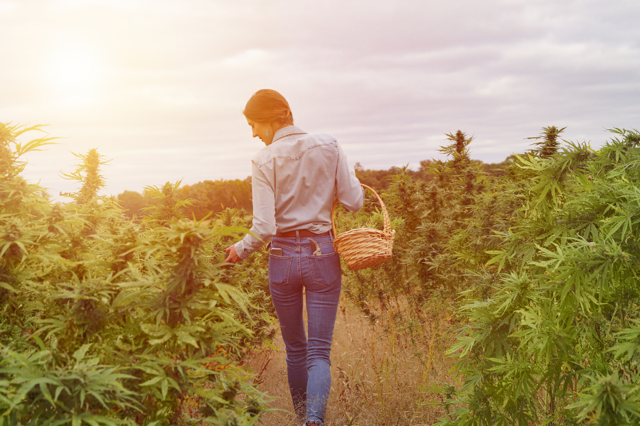 girl walking in a cannabis field