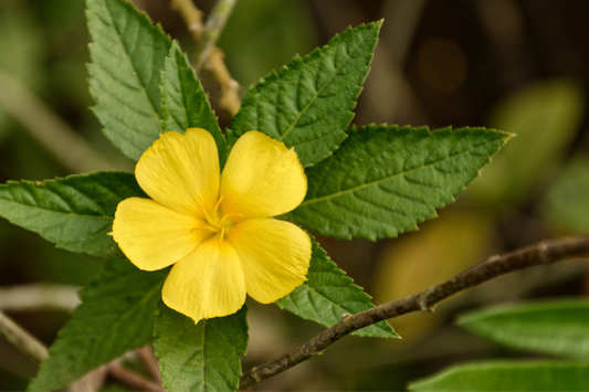 yellow damiana flower
