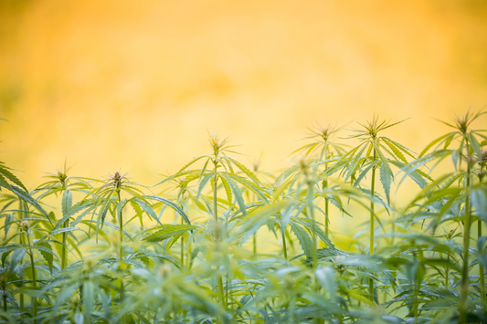cannabis plants in a field