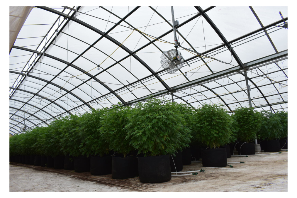 an indoor cannabis grow operation