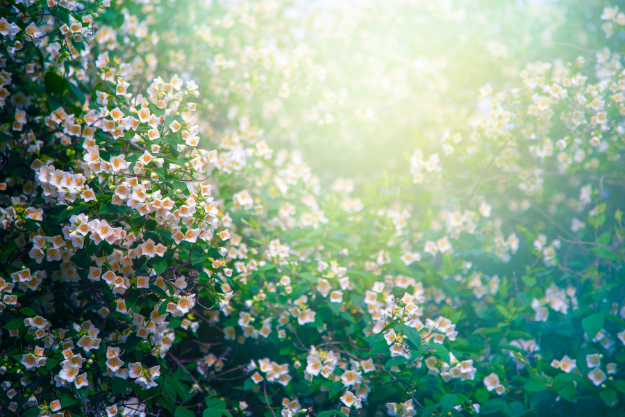 a field of jasmine flowers