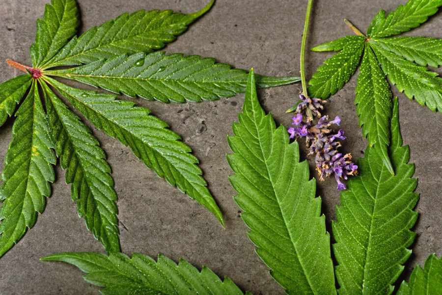 cannabis leaves and lavender flower
