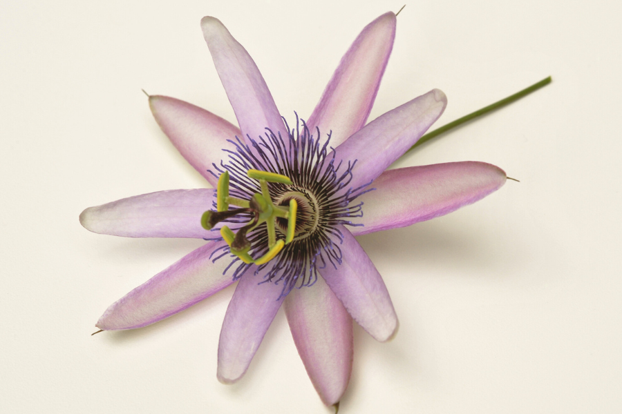 a pink passion flower