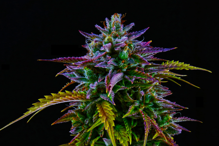 purple colored cannabis flower