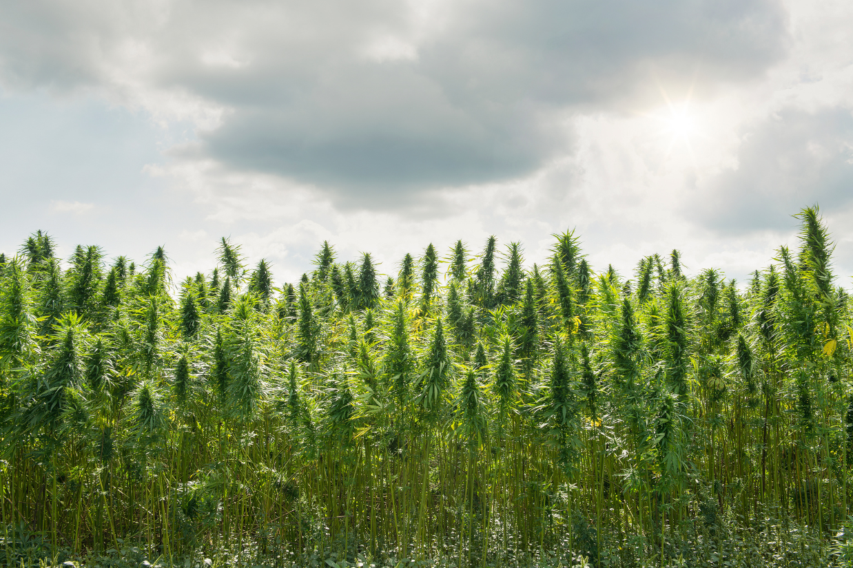 outdoor cannabis plants with an overcast sky