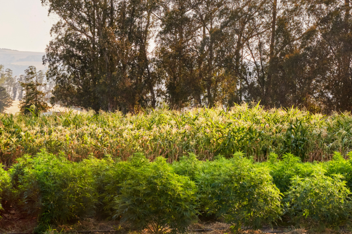 special sauce hemp plants on a farm with a tree line in the background