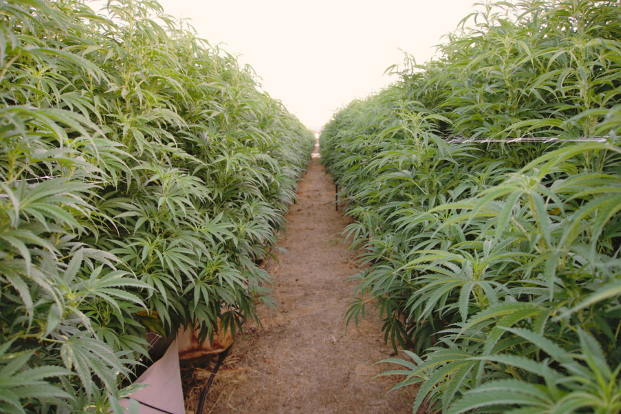 an outdoor cannabis farm
