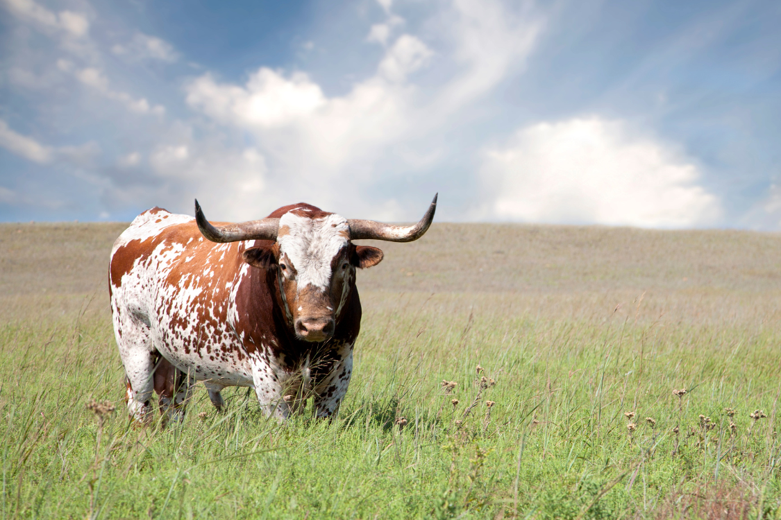 texas longhorn standing in a field