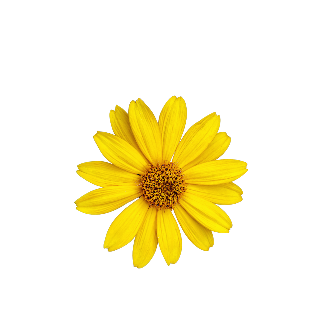 arnica flower yellow