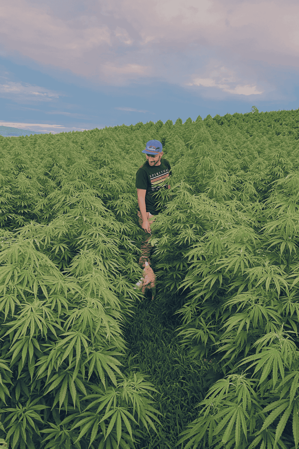 man in a hemp field with a dog
