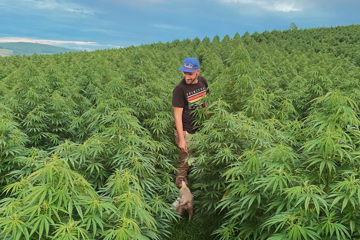 a man in a field of hemp with a dog