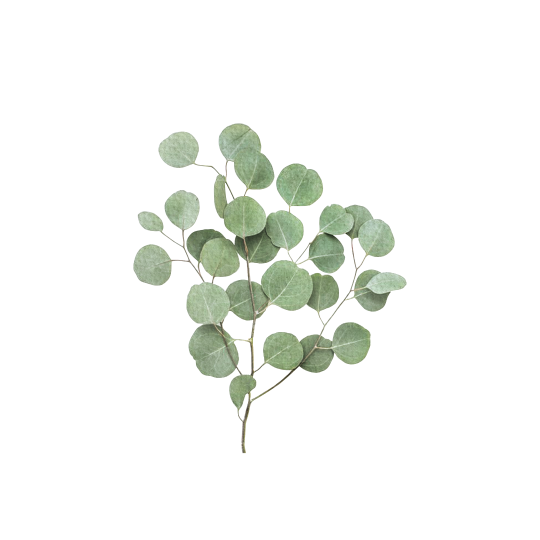 green eucalyptus leaves 
