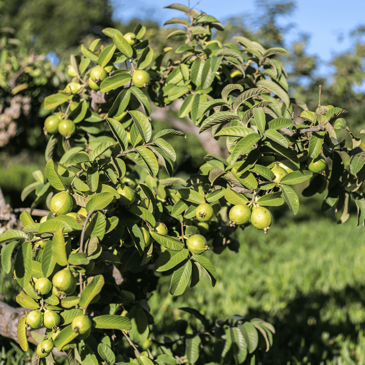 a guava tree