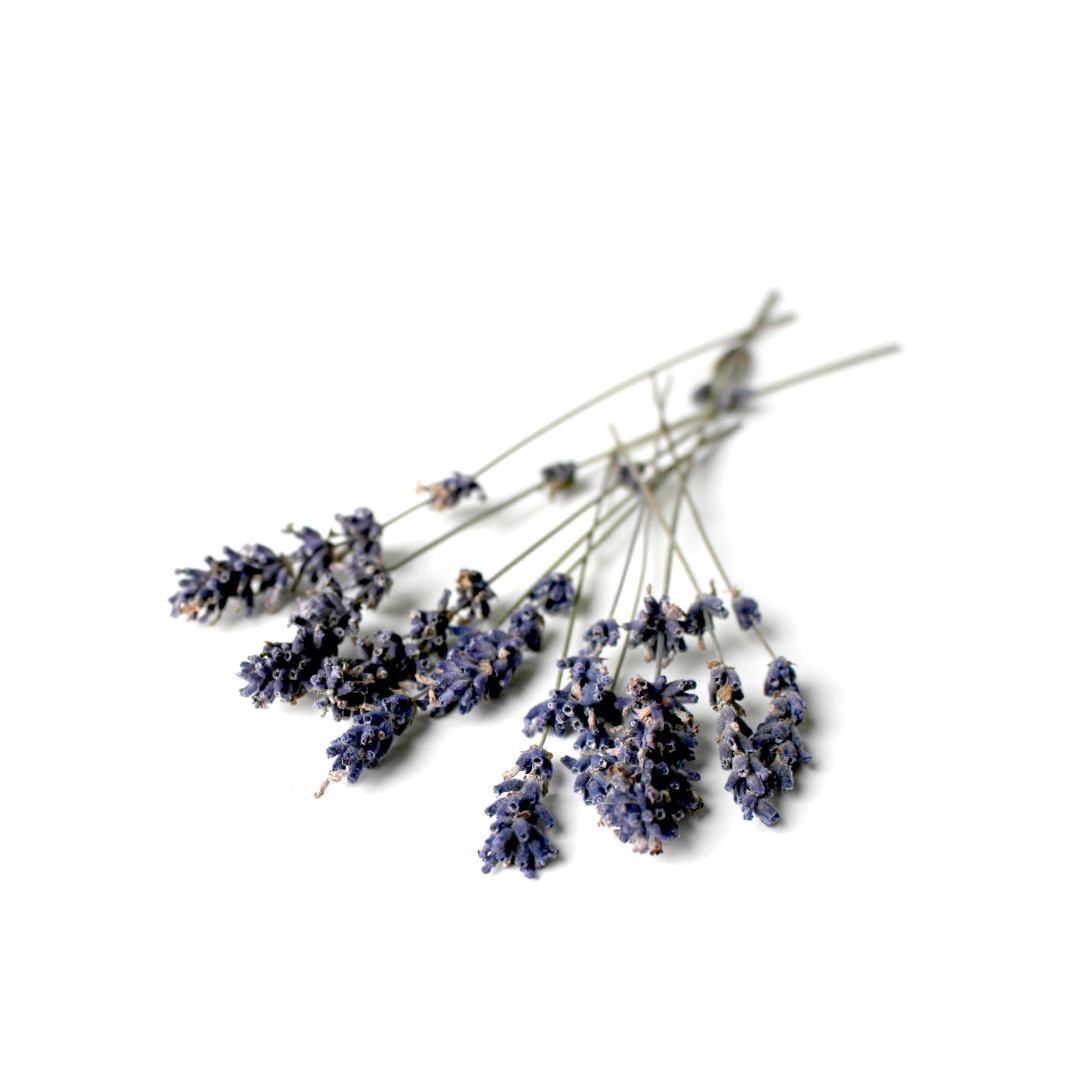 dried bundle of lavender flowers